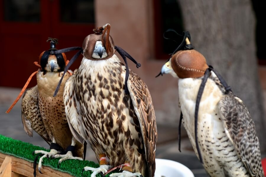 Falcon hospital example of falcons you will see on a guided tour